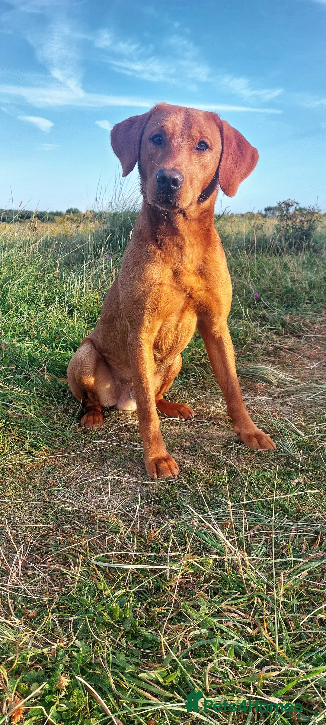 Labrador Retriever dogs for stud: Fox red working stud in Morpeth - Advert 3