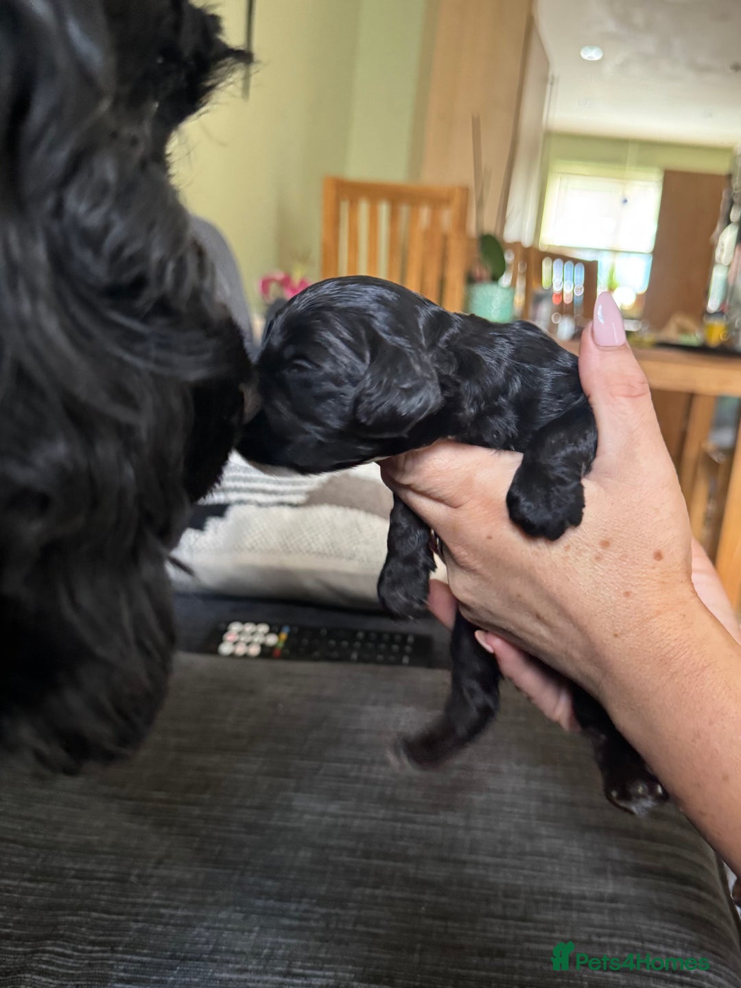 Cockapoo dogs for sale: Stunning Show Type F1 Cockapoo  - Image 5