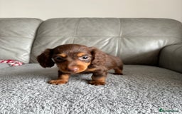 Dachshund dogs for sale: READY NOW LONGHAIRED MINIATURE DACHSHUNDS - Image 6