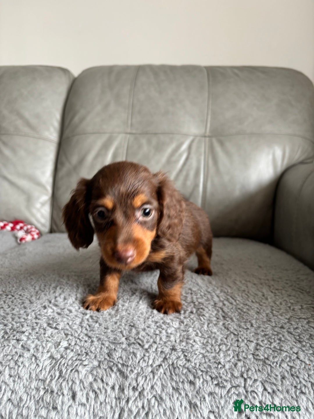 Dachshund dogs for sale: READY NOW LONGHAIRED MINIATURE DACHSHUNDS - Image 6
