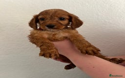 Cockapoo dogs for sale: Fluffy F1 puppies ready 27-09  - Image 14
