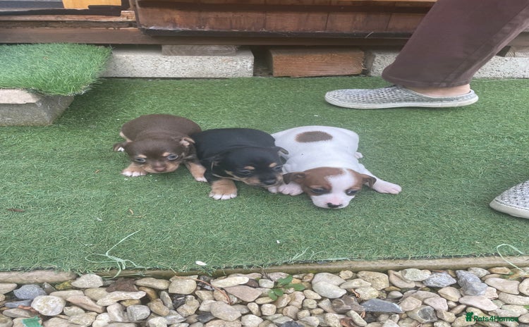 Mixed Breed dogs - Advert 1