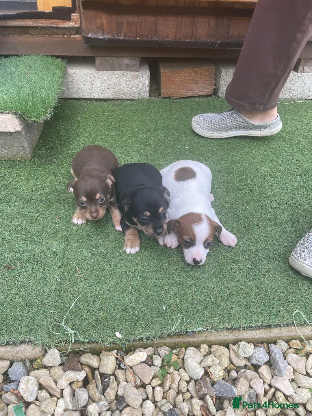 Mixed Breed dogs for sale: Jack Russell  - Image 1