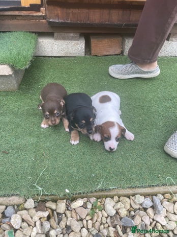 Mixed Breed dogs - Advert 5