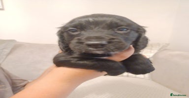 Cocker Spaniel dogs - Advert 4