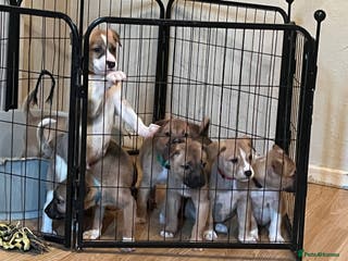 Mixed Breed dogs 5 beautiful pups remaining 🩷💙 - Advert 1