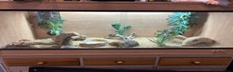 Bearded Dragon reptiles for sale: Bearded dragon - Advert 4
