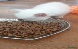 Ragdoll cats for sale: Beautiful GCCF lilac and Cream Point kittens - Image 6