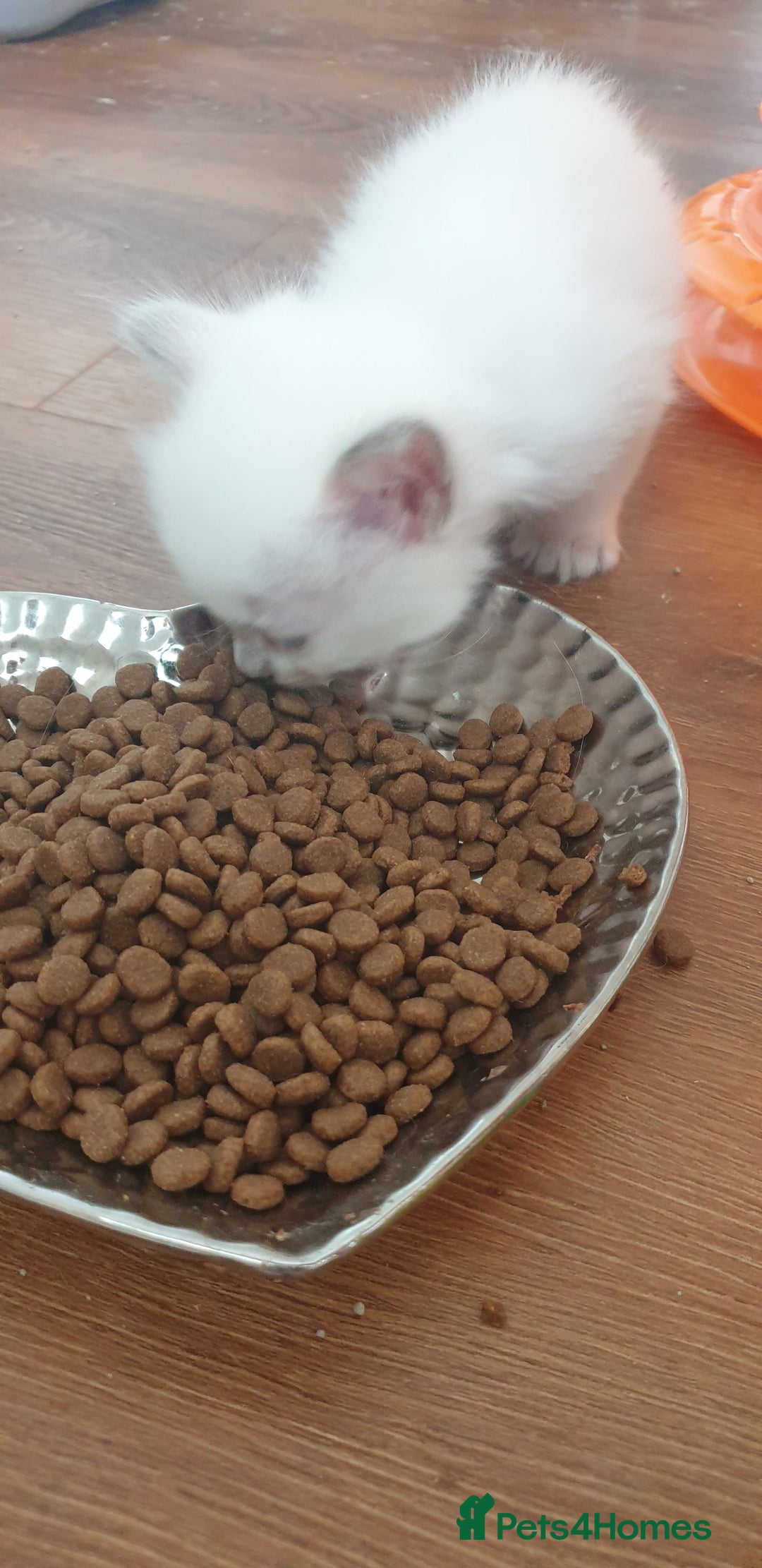 Ragdoll cats for sale: Beautiful GCCF lilac and Cream Point kittens - Image 6