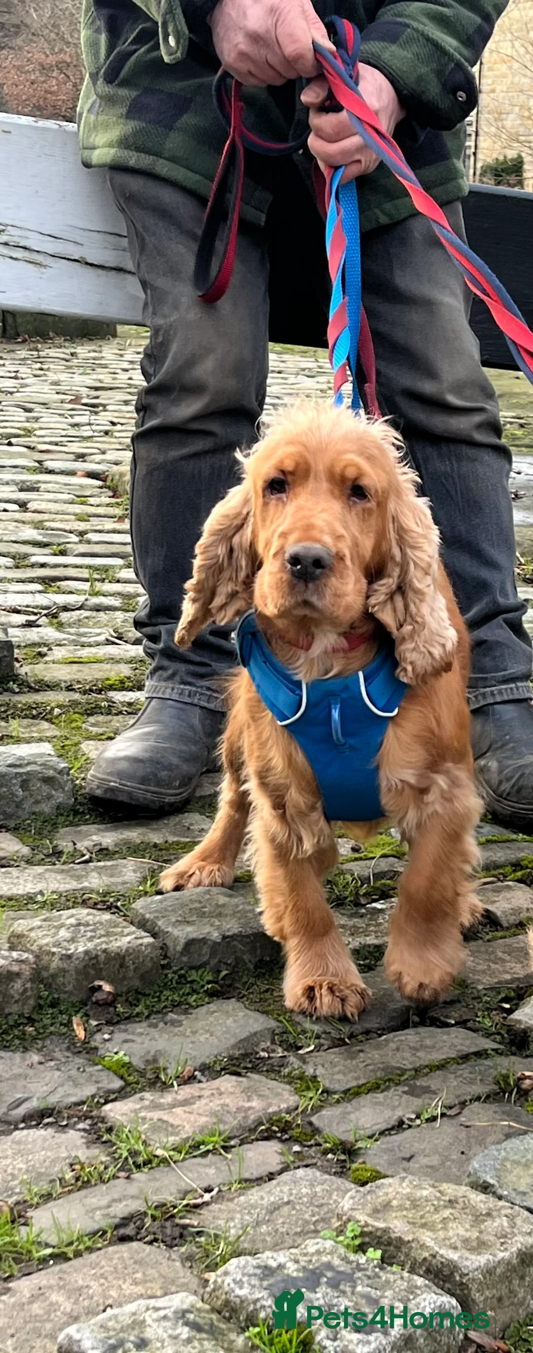 Cocker Spaniel dogs for sale: KC registered golden cocker spaniel bitch - Advert 5