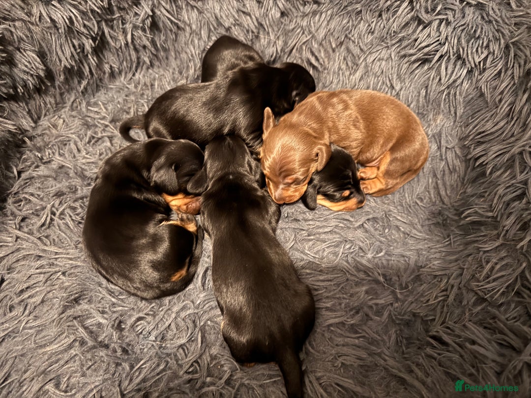 Miniature Dachshund dogs for sale: Miniature Dachshund puppies - Image 6