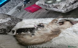 Maine Coon cats for sale: Gorgeous maincoon kittens - Image 9