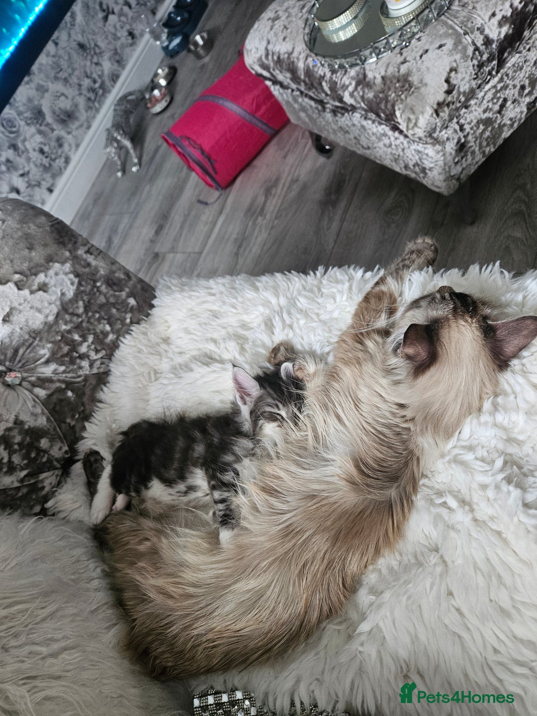 Maine Coon cats for sale: Gorgeous maincoon kittens - Image 9