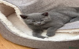 Mixed Breed cats for sale: Mix bread  - Image 13