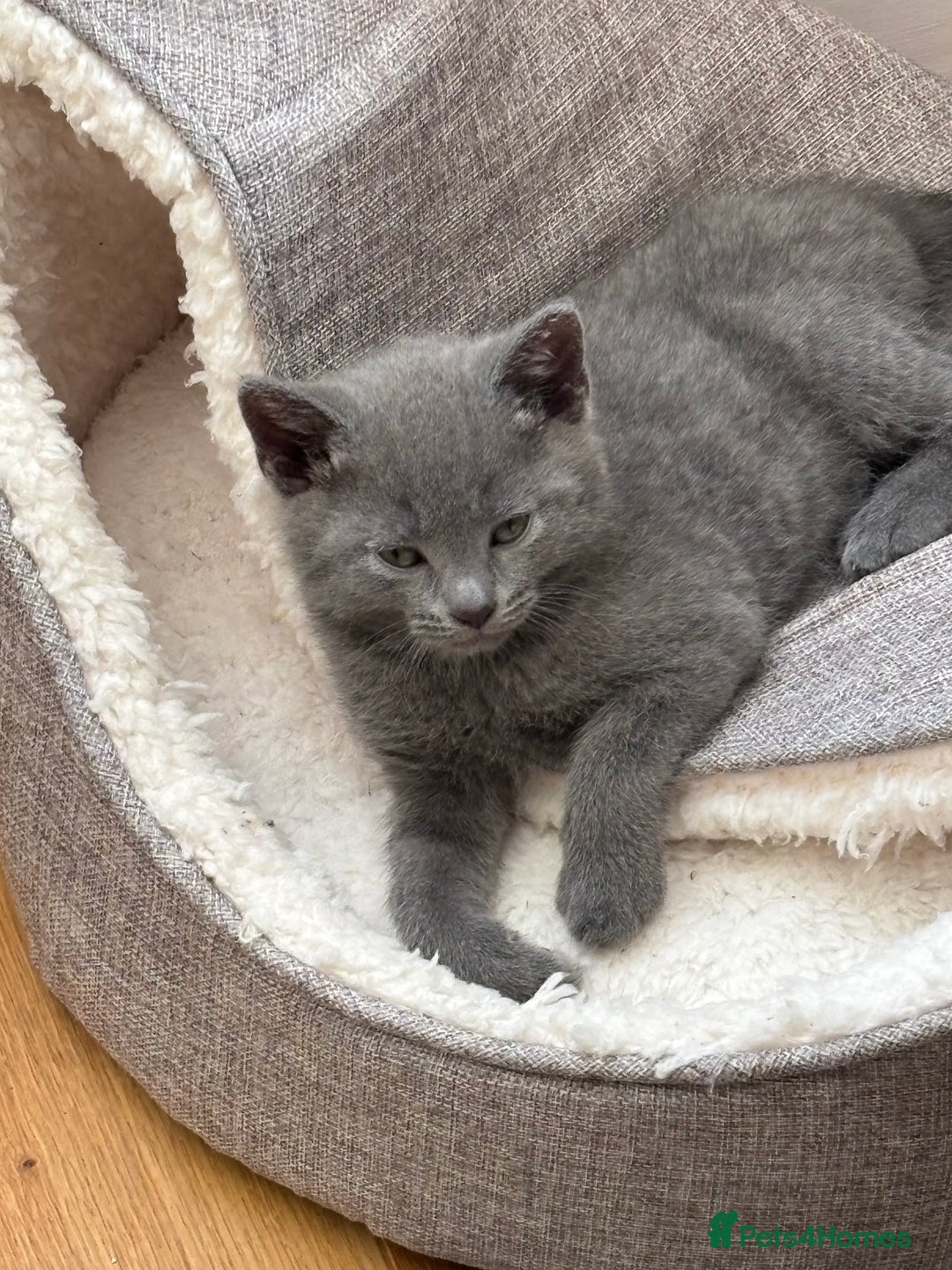 Mixed Breed cats for sale: Mix bread  - Image 13