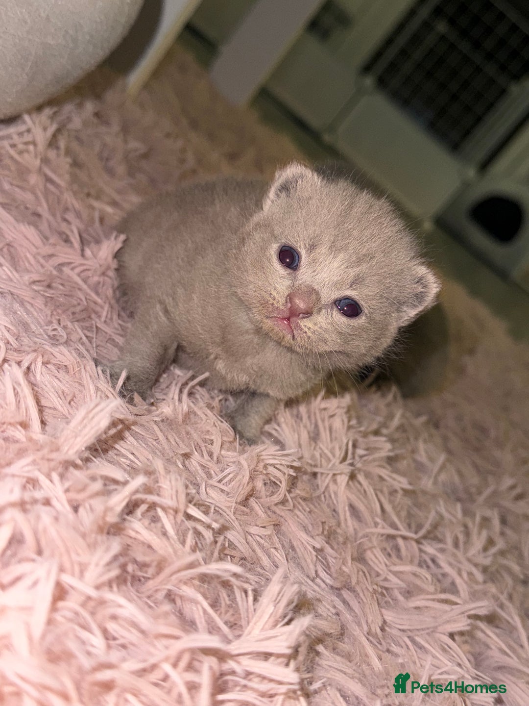 British Shorthair cats for sale: 3 lilac British Shorthair kittens for sale - Image 3