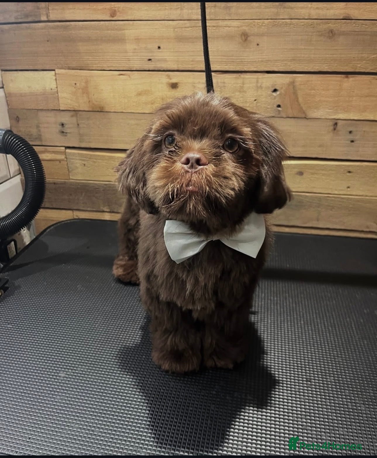 Shih Tzu dogs Brown Shih Tzu Stud Available - Advert 13