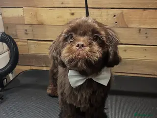 Shih Tzu dogs Brown Shih Tzu Stud Available - Advert 13