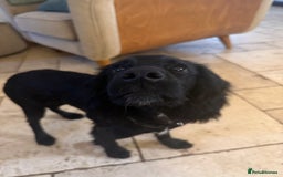 Cocker Spaniel dogs for sale: 6month old cocker spaniel puppy  - Image 5