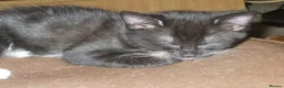Mixed Breed cats for sale: Kittens in Leeds - Advert 3
