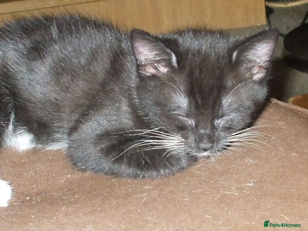 Mixed Breed cats for sale: Kittens - Advert 2
