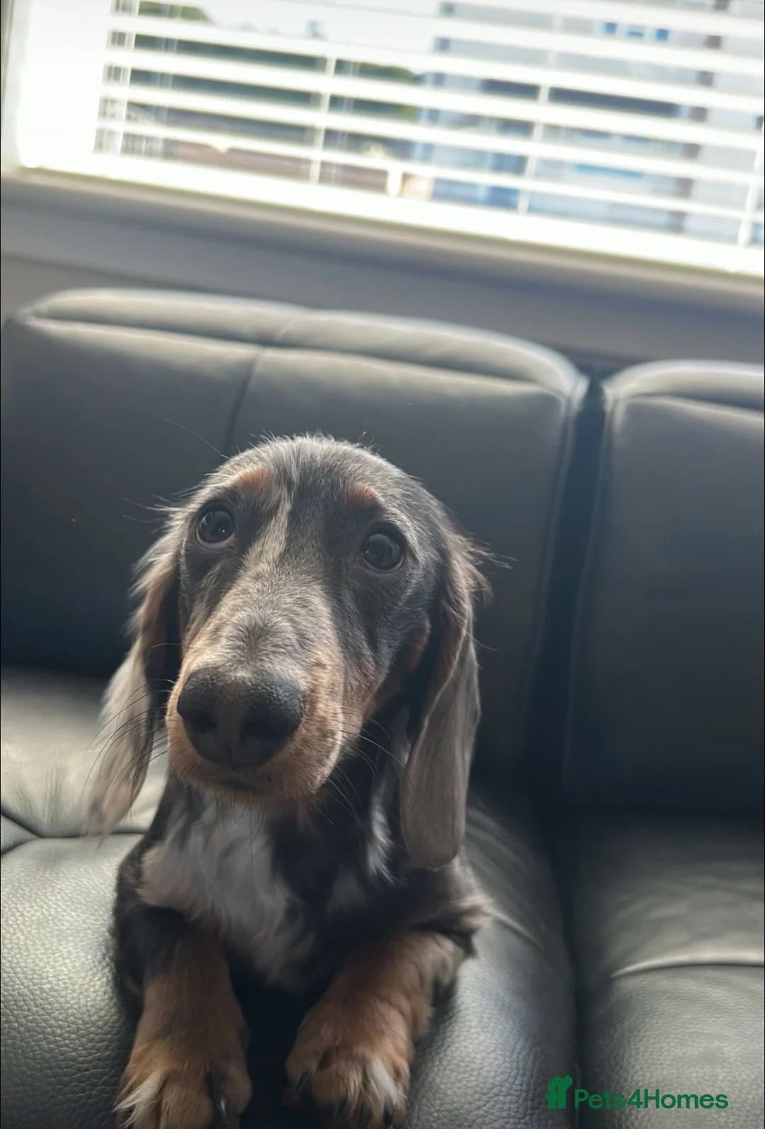 Miniature Dachshund dogs for stud: Archie - Dachshund Stud (Dapple, Unique Coat Type) - Advert 8