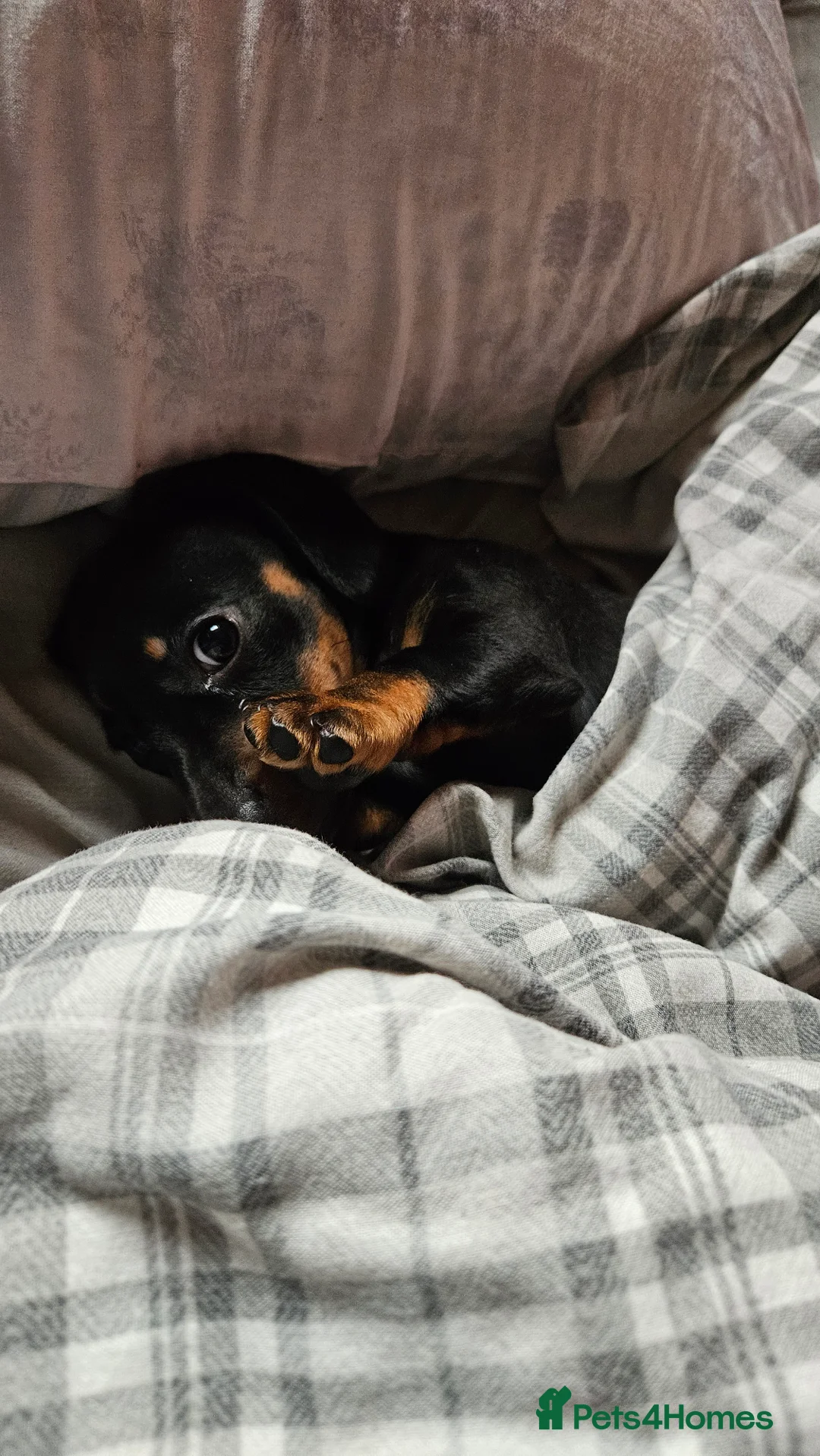 Miniature Dachshund dogs for sale: 12 week old miniature dachshund - Advert 6