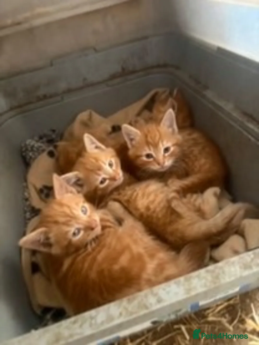 Mixed Breed cats for sale: 7 kittens looking for forever home! - Advert 1