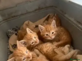 Mixed Breed cats 7 kittens looking for forever home! - Advert 1