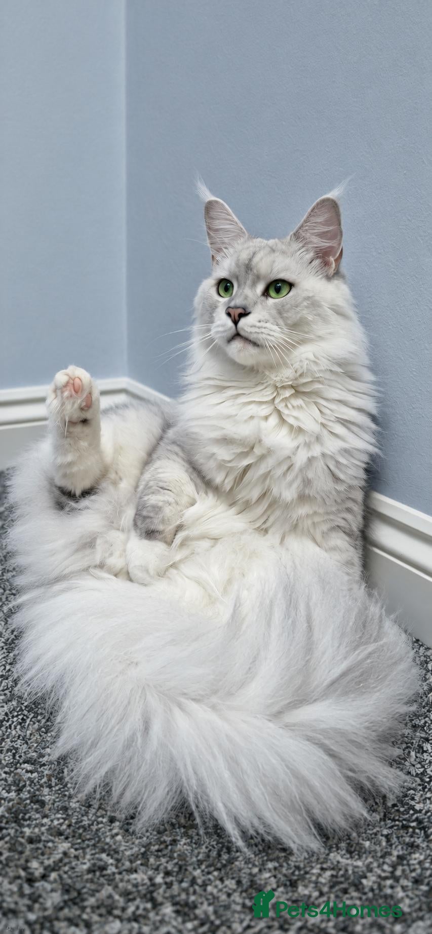 Maine Coon cats 💙 Pedigree Maine Coon XL Boy Shaded Affectionate  - Advert 1