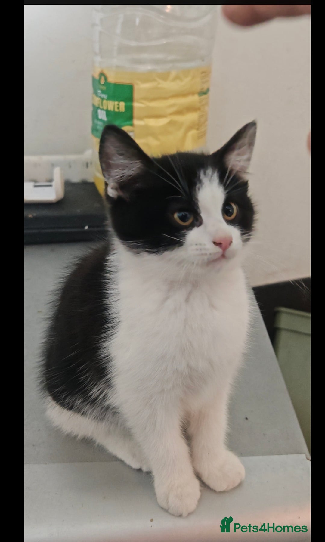 Mixed Breed cats for sale: 🐾 Two Beautiful Male Kittens Available –  –  - Advert 6