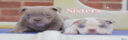 Olde English Bulldogge dogs for sale: Uk’s Longest & Most Reputable todate.  - Advert 6
