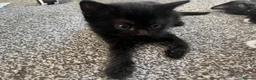 Mixed Breed cats for sale: 4 lovely kittens  - Advert 2