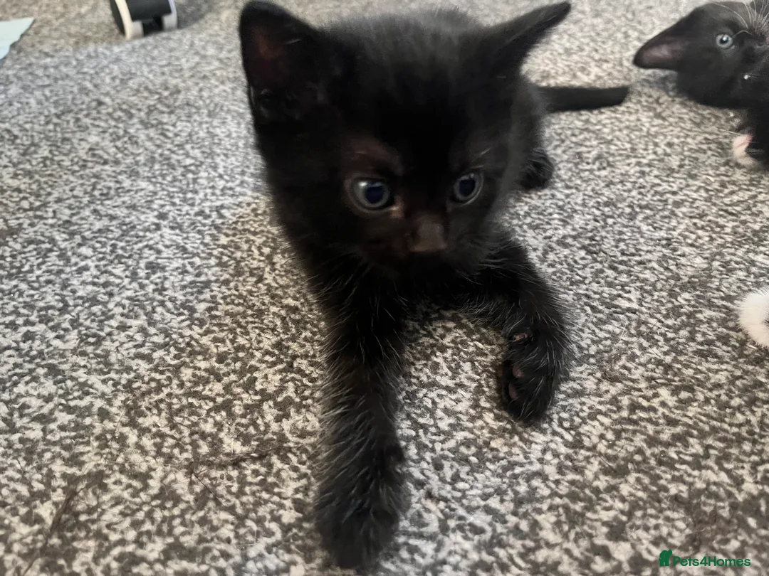 Mixed Breed cats for sale: 4 lovely kittens  - Advert 2