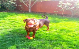 Dobermann dogs for sale: Louis 3 years old Dobermann Dog - price negotiable - Image 6