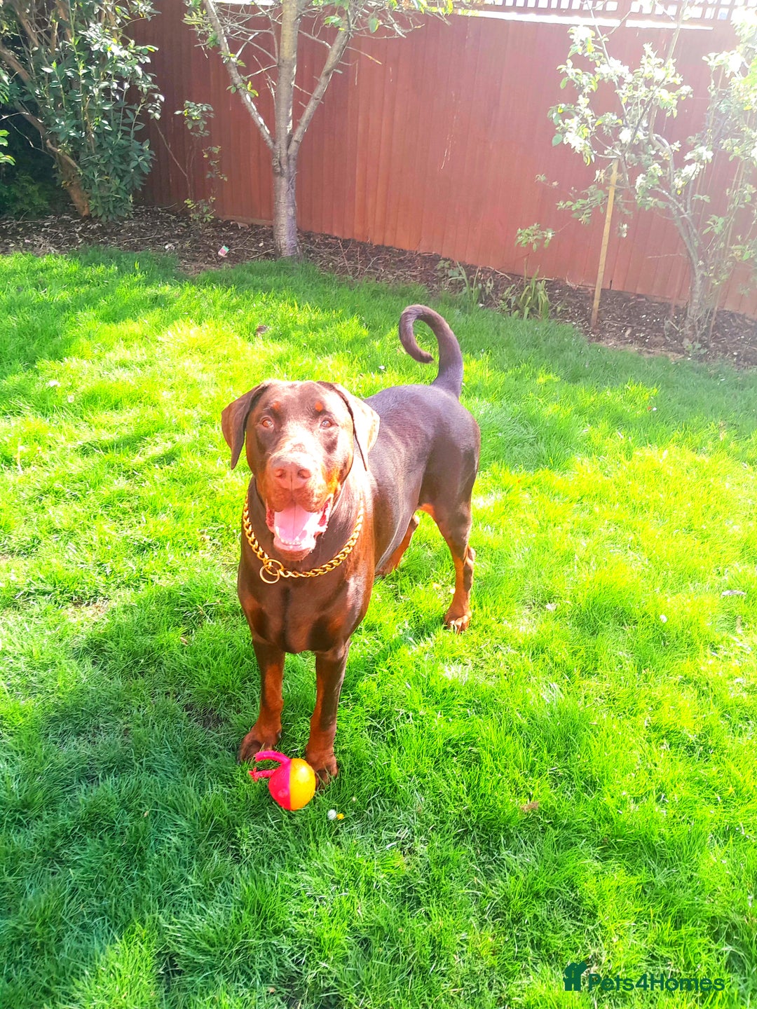 Dobermann dogs for sale: Louis 3 years old Dobermann Dog - price negotiable - Image 6