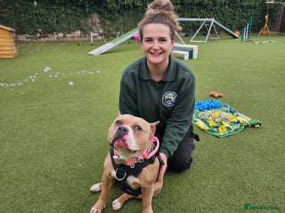 Staffordshire Bull Terrier dogs - Advert 25