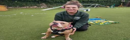 Staffordshire Bull Terrier dogs for adoption: Pumpkin - Advert 1