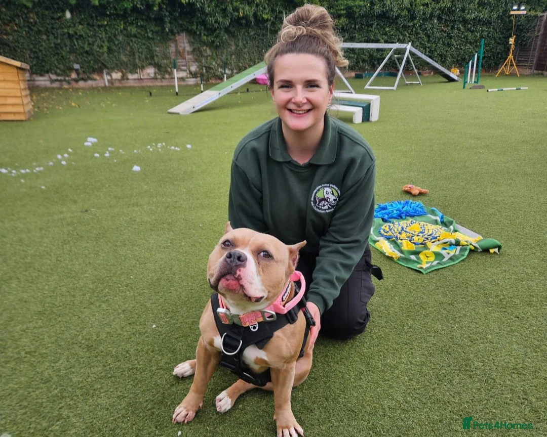 Staffordshire Bull Terrier dogs for adoption: Pumpkin - Advert 1