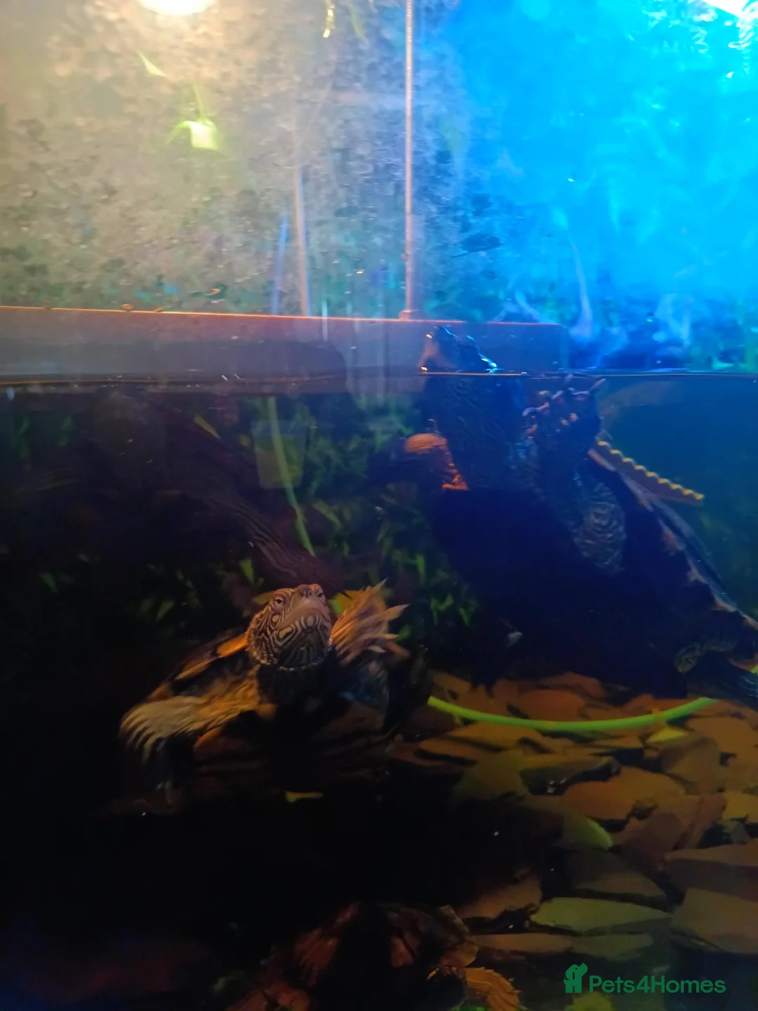 Turtle reptiles for sale: 5 Missisipi turtle for sale - Advert 2