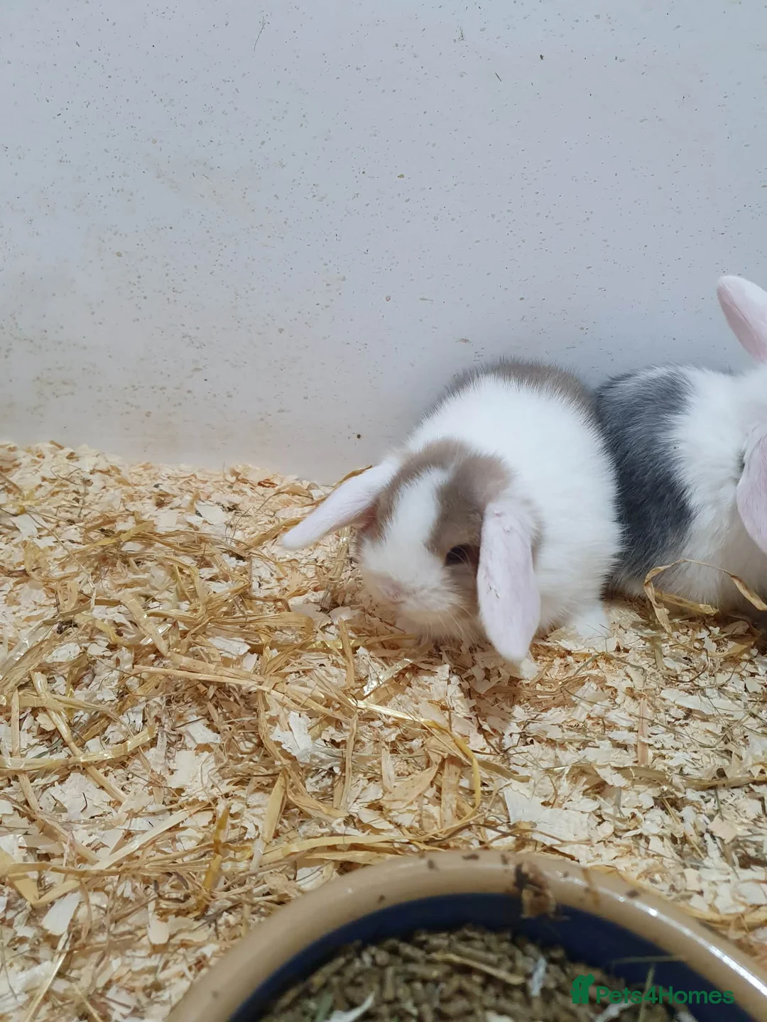 Mixed Breed rabbits for sale: Lion Lop x Vienna Rabbits  - Advert 5