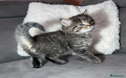 Ragdoll cats for sale: Adorable Ragdoll–Bombay Kittens - Image 2