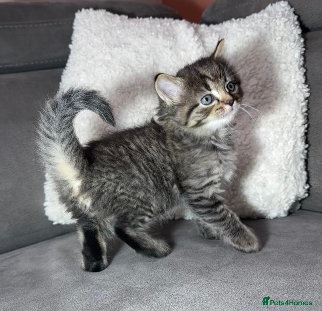 Ragdoll cats for sale: Adorable Ragdoll–Bombay Kittens - Image 2