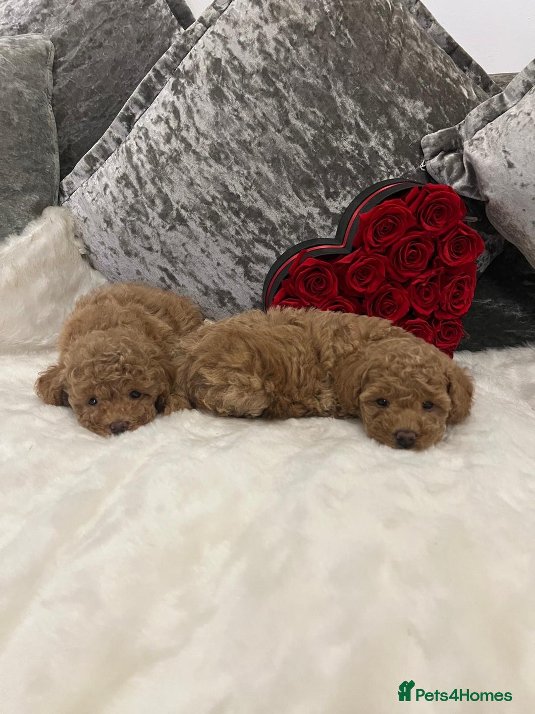 Cavapoo dogs for sale: Mixed litter ofBeautiful cavapoo  - Advert 14