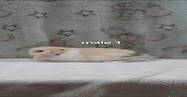 Mini Lop rabbits Male and female mini lops - Advert 3