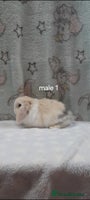 Mini Lop rabbits Male and female mini lops - Advert 3