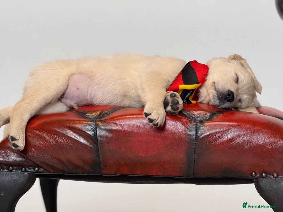 Golden Retriever dogs for sale: Adorable Golden Retriever Puppies  - Image 16