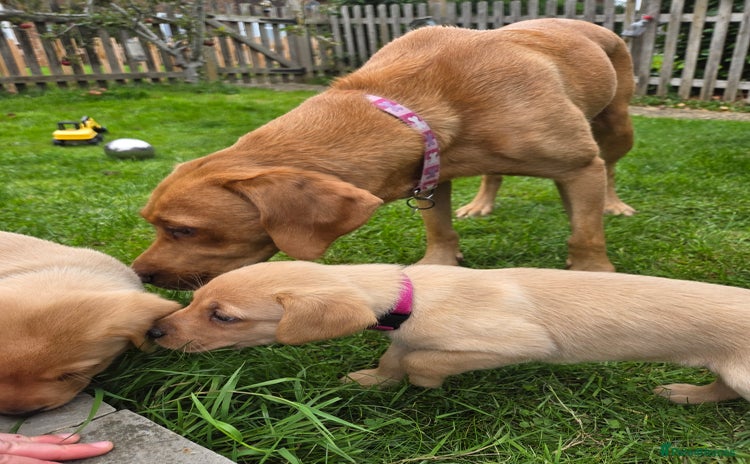 Labrador Retriever dogs - Advert 8