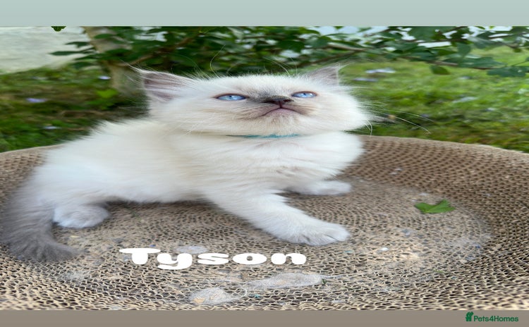 Ragdoll cats - Advert 14