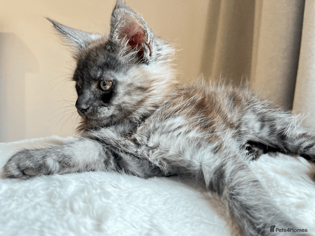 Maine Coon cats for sale: XXL CHAMPION RUSSIAN LINE.MAINE COON KITTENS - Advert 28